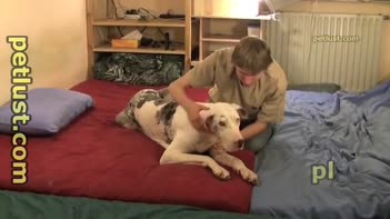 A man has intercourse with a canine in the genital region.mp4