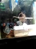 Anak Gadis Tetangga Mandi di Samping Ibunya yang Sdg Nyuci