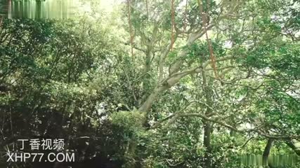 MD0353 - Chinese Guy - Honey Love - EPORNER.mp4