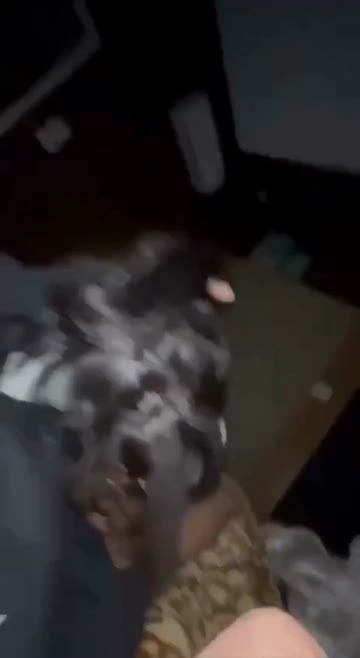 bokep indo dientotin sampe klojotan sama pacar dikost.mp4