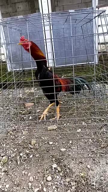 Ayam termahal.mp4