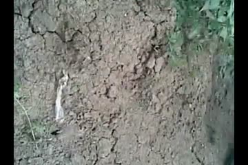 Bokep Smp Bocil viral berbuat mesum di karangan.mp4