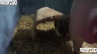 Hot blonde gets fucked by a stunning pig in wild zoophilia video.mp4