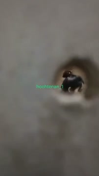 5_6123086105106450892.mp4