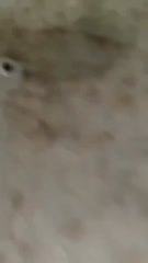 kmr mandi kolam.mp4