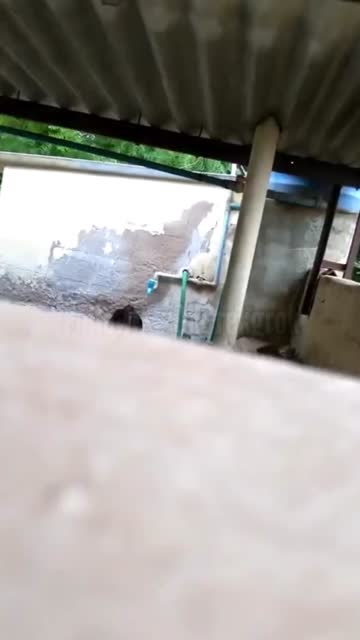 tp adik mandi pagi.mp4