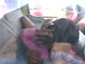 Ngintip - ABG Kampung Di Perkosa Di Truk - DoodStream