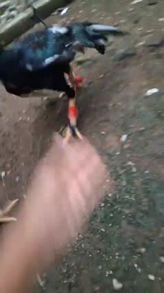 Detik-deik kena grebek