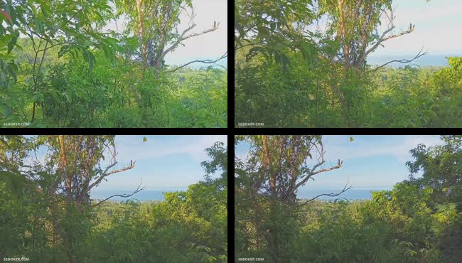 Ngentot pacar di hutan gak sengaja crot dalam.mp4