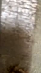 EPORNER.COM - [RkP1aJmU4cC] Ngintip mandi montox cantik (480).mp4
