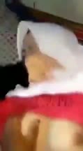 ngewe SMA hijab