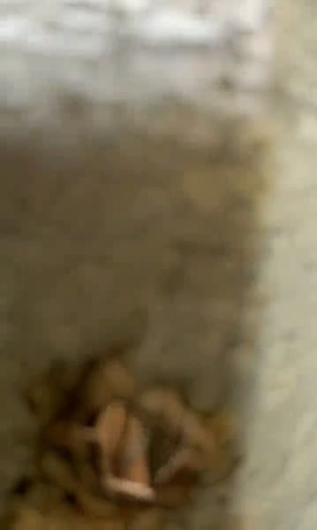 ngtp janda pirang mandi.mp4