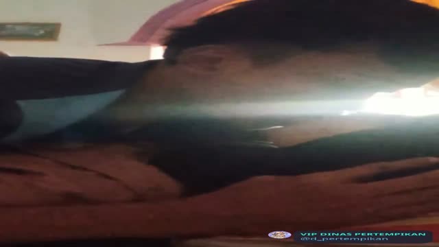 1_5001497426306008049.mp4