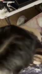 Mukanya Aja Yang Polos.mp4