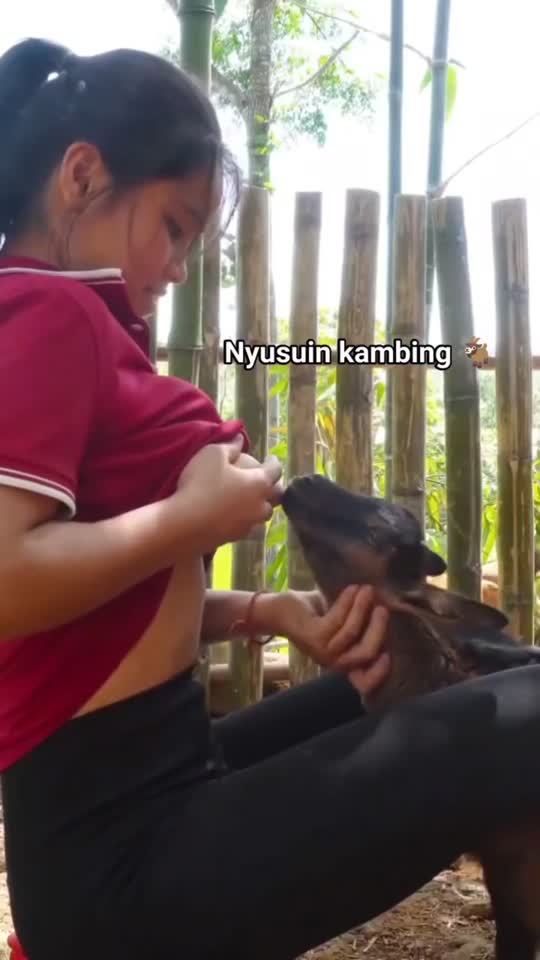 Telegram @jasverkenvirall - Abg nenenin kambing - Bokep Indo Viral.mp4
