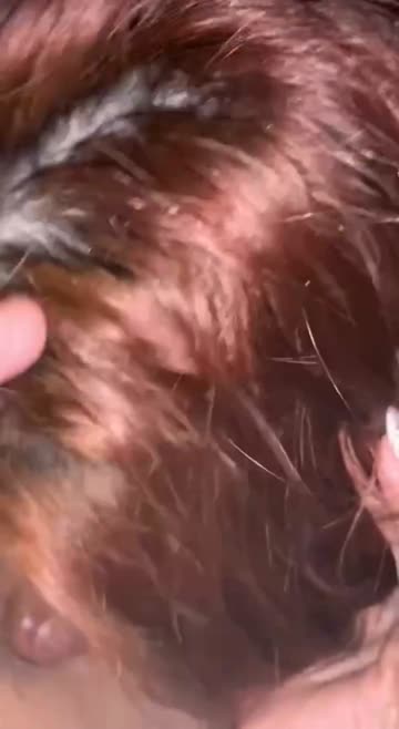 Ayam Kampus Simpenan Penjabat.mp4